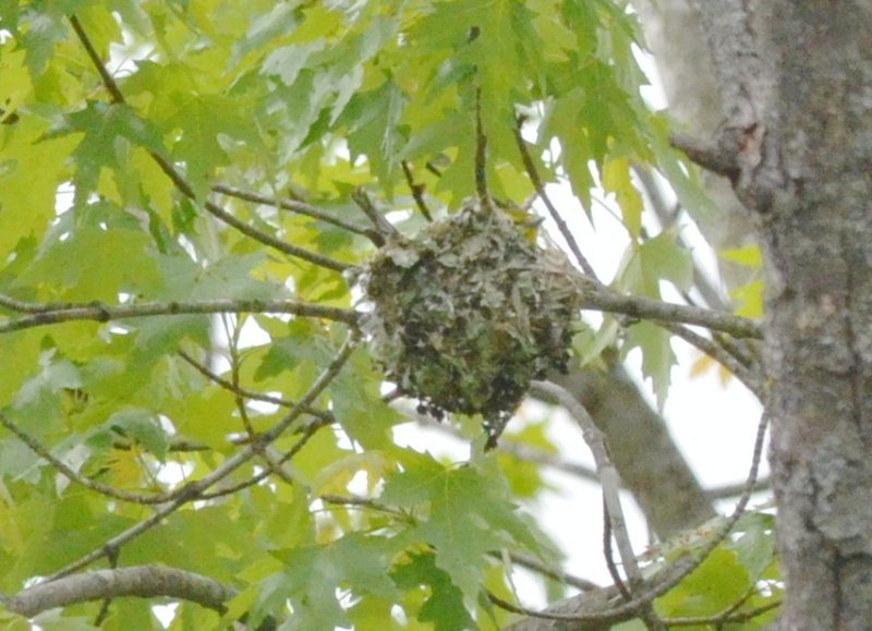 yellow throated vireo nest bolted flats