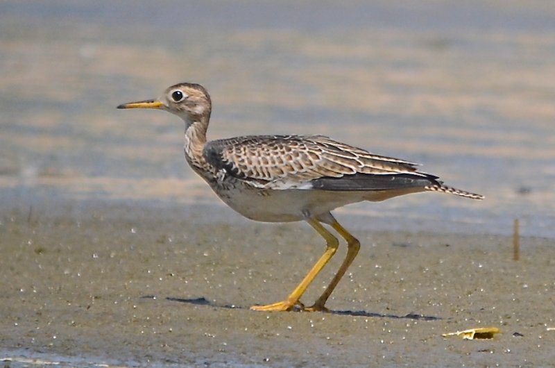 upland sandpiper sandy point plum island