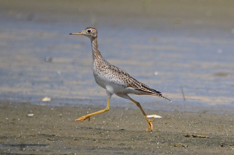 upland sandpiper sandy point plum island