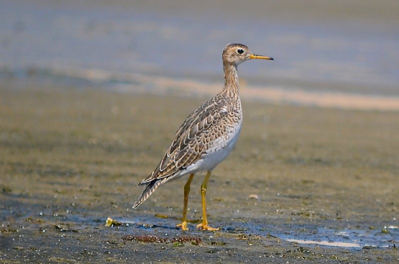 upland sandpiper sandy point plum island