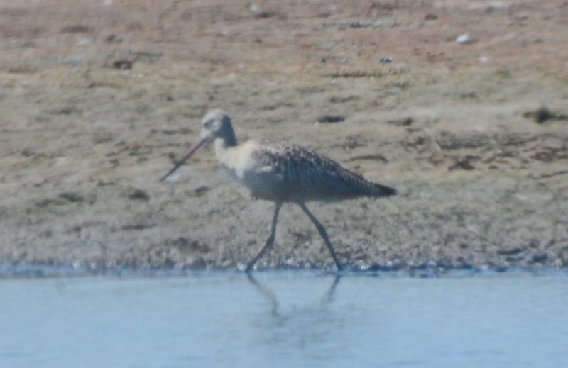 ebird record shot marble godwit stage island