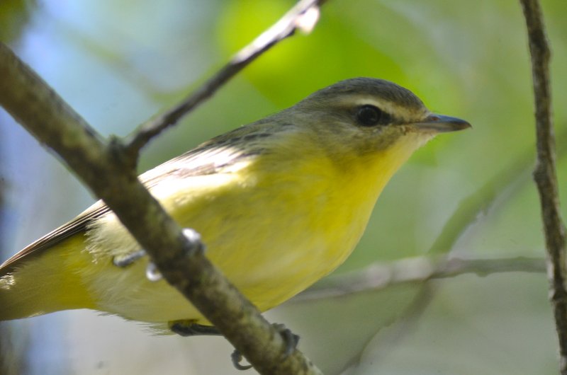 philly vireo plum island