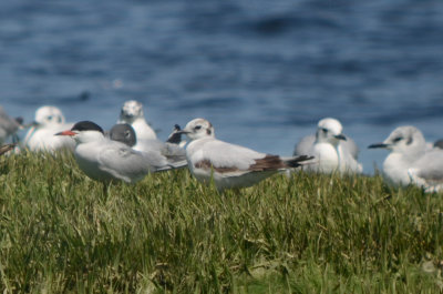 2 of 2 1st yr little gull newburyport harbor