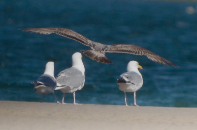 small mystery gull sandy point plum island