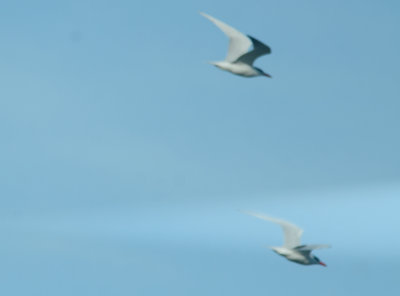 Caspian Terns stage island plum island