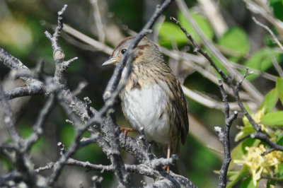 lincoln's sparrow wardens plum island