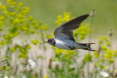 unusual plumage barn swallow typically barn swallows molt on wintering ground
