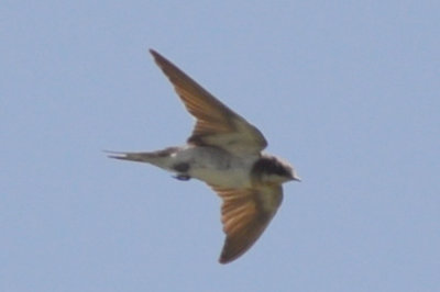 unusual plumage barn swallow typically barn swallows molt on wintering ground