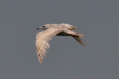 nelson's gull (HERGXGLGU hybrid) plum island