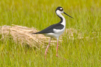 Black-necked Stilt Plum Island