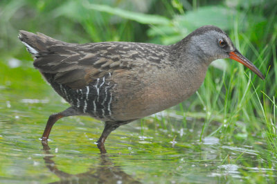 grayish virginia rail great meadows