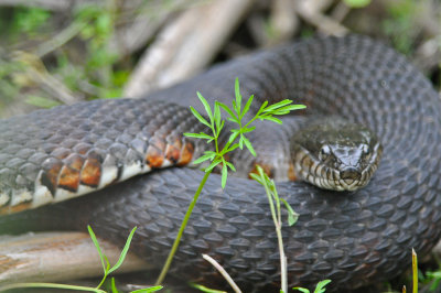 water snake great meadows