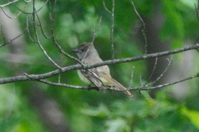 ? myiarchus flycatcher ? rough meadows was so light under side doubt great crested