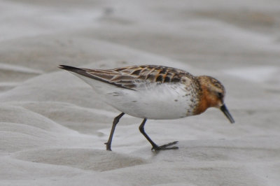 Red- necked Stint Sandy Point Plum Island Ma