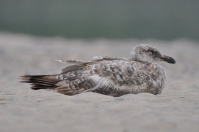 odd gull, all black bill 2nd yr???? sandy point plum island