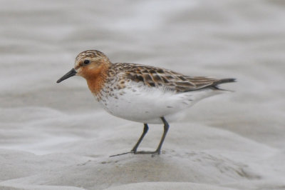 Red- necked Stint Sandy Point Plum Island Ma