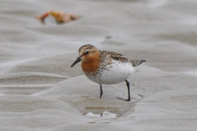 Red- necked Stint Sandy Point Plum Island Ma