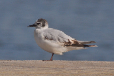 1st, heading into 2nd yr Little Gull Plum Isand