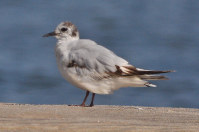 1st, heading into 2nd yr Little Gull Plum Isand