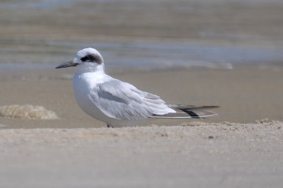 1st yr Forsters Tern Sandy Point Plum Island