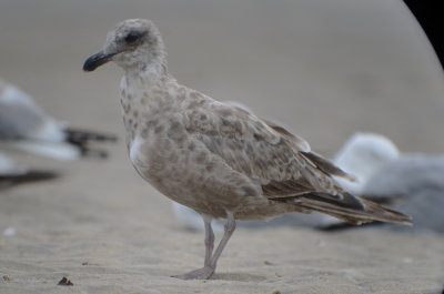 mystery_gull_or_is_it