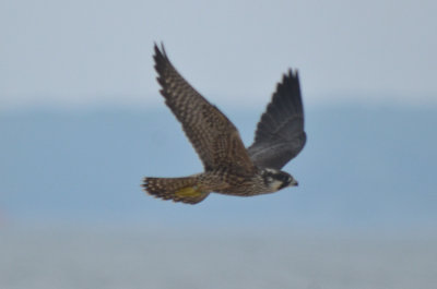 banded young peregrine, green leg band, could not read plum island
