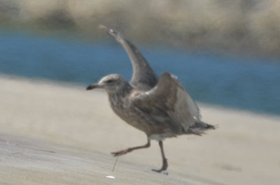 _-33.jpg