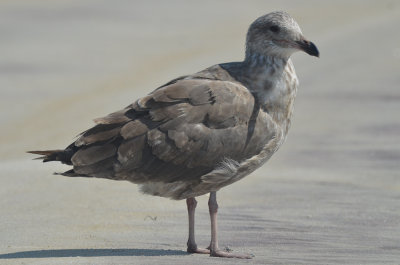 _-37.jpg