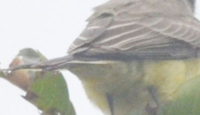 ebird record shot - western kingbird hellcat plum island 