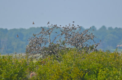 tree swallows sitting in tree plum island