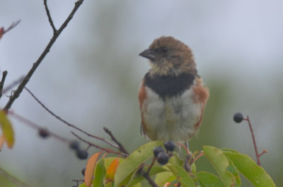 cool looking towhee molting?plum island