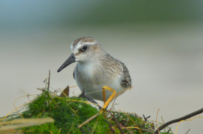 semipalmated sandpiper sandy point plum island