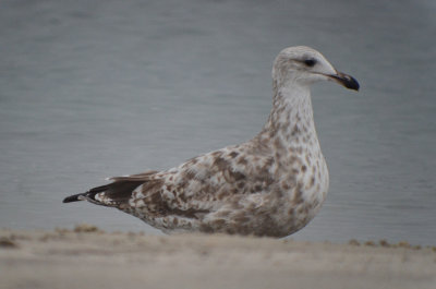 interesting looking herg, hodgepodge of feathers no pattern at all long neck white headed for this time of year