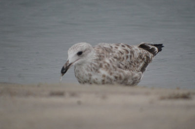 interesting looking herg, hodgepodge of feathers no pattern at all long neck white headed for this time of year