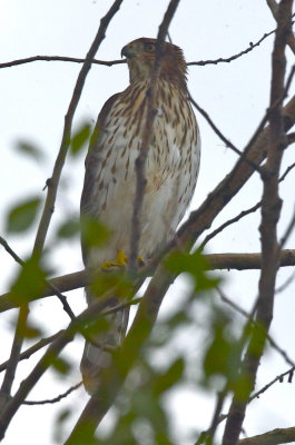juv coopers hawk the one that chased western kingbird?