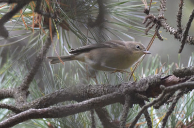 Pine Warbler Plum Island