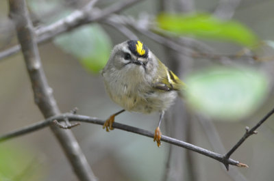 Golden Crowned Kinglet Plum Island