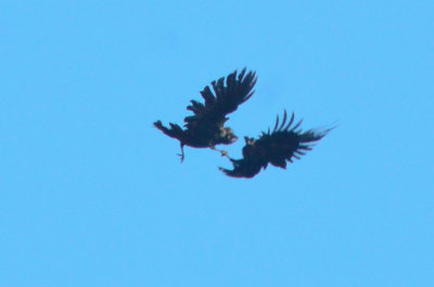 2 Ravens locking claws Maple Meadow brook Wilmington