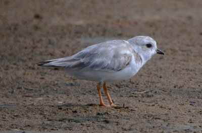 partial luecestic Piping Plover? Sandy [oint plum Island