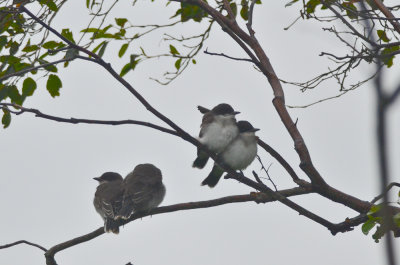 family of eastern kingbirds plum island