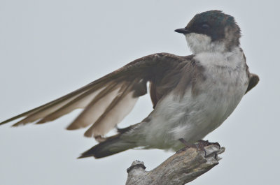 tree swallow Plum Island