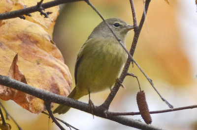 orange-crowned warbler Salisbury