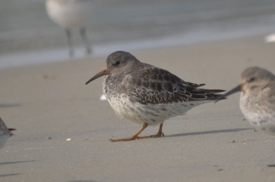 early purple sandpiper out of place on beach sandy point plum island