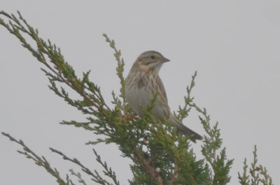 ipswich sparrow salisbury sp