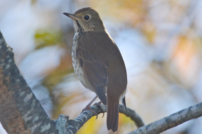 tried to make it not a hermit thrush with no luck plum island