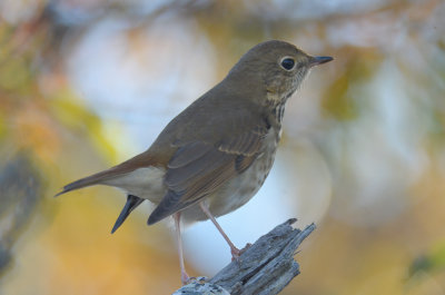 tried to make it not a hermit thrush with no luck plum island