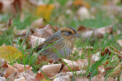 nelson's sparrow interior species/non-atlantic winchester mystic lakes