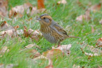 nelson's sparrow i my guess is this bird is of the sub-species alterus. mystic lakes winchester