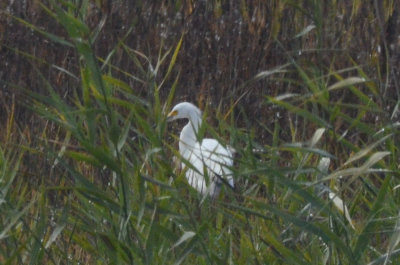 late snowy egret plum island