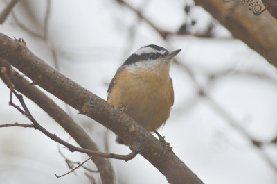 red breasted nuthatch pi